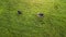 Two cows grazing in a meadow top view from drone aerial photography