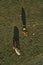 Two cows grazing on pastureland meadow and casting shadow on the grass field