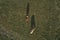 Two cows grazing on pastureland meadow and casting shadow on the grass field