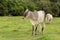 Two cows on the green pasture.