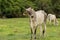 Two cows on the green pasture.