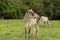 Two cows on the green pasture.