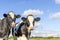 Two cows heads side by side, tender portrait of two cow lovingly together, black and white, cloudy blue sky background