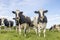 Two cows in a herd, black and white, standing in a pasture under a blue sky, looking happy together