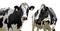 Two cows isolated on a white background