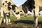 Two cows lovingly playful rubbing heads, cuddling or fighting together in a pasture under a blue sky