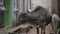 Two cows in narrow street in Varanasi.