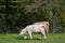 Two cows in the pasture looking for food