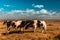 Two cows play in a grassy field during autumn a sunny day