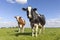 Two cows, red and black diversity coloured, in a pasture a blue sky, looking happy