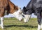 Two cows rubbing heads, lovingly and playful, cuddling or fighting, together in a green field and a blue sky