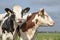 Two cows side by side, heads frontal and profile, black and white cow and a red and white cow in a meadow