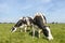 Two cows sisterly graze next to each other in a green pasture and a blue sky and straight horizon