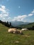 Two cows sleeping in the PyrÃ©nÃ©es in front of th Pic du Midi - France