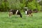 Two Cows Standing In Farm Pasture. Shot Of A Herd Of Cattle On A Dairy Farm.