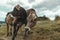 Two cows standing together against cold wind