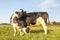 Two cows at sunset, friendship love together cuddling in a green field under a  blue sky and some evening sun