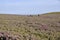 Two cows with their calves crossing a heather field.