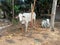 two cows tied to a tree in the garden behind the house