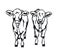 Two Cows Vector illustration