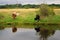 Two cows by water. Baltic spit, Baltiysk, Russia