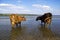 Two cows at a watering place, picturesque landscape, summer day near the water