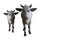 Two cows, white and black color big and small cows are standing and looking forward on white background, animal, object, decor,