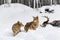 Two Coyotes (Canis latrans) Stand Near Deer Carcass Winter