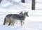 Two Coyotes (Canis latrans) walking and hunting in the winter snow in Canada