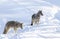 Two coyotes Canis latrans on white background walking and hunting in the winter snow