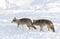 Two coyotes Canis latrans on white background walking and hunting in the winter snow