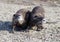 A two coypu, Nutria on natural  background