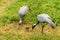 Two cranes and baby are feeding in field
