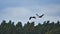 Two cranes fly over trees in a forest. Migratory birds on the Darss. Animal photo