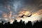 Two cranes flying over trees in a forest at sunset. Migratory birds on the Darss