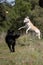 Two crazy crossbred dogs playing and jumping with stick