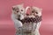 Two cream exotic Persian kittens sit in a wicker basket on a pink background