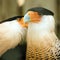 Two crested caracara bird cleaning