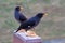 The two Crested Myna birds