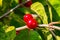 Two crimson red cherries, berries on a tree branch