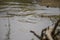 Two crocodiles eating prey, Kruger National Park, South Africa