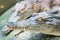 Two crocodiles sitting on the rock in the pond at the mini zoo crocodile farm