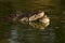 Two Crocodiles under water and mouths touching