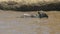 Two crocs attacking an adult gnu crossing the mara river