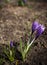 Two crocuses ahead their little crocus child