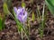 Two crocuses grow nearby. Around crocuses shoots of spring flowers appear from the earth.