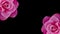 Two cropped pink roses banner or background with copy space