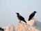 Two crow staying on rock at sunset