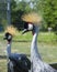 Two crowned cranes in the aviary of the zoo