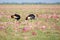 Two Crowned Cranes among Pink Flowers